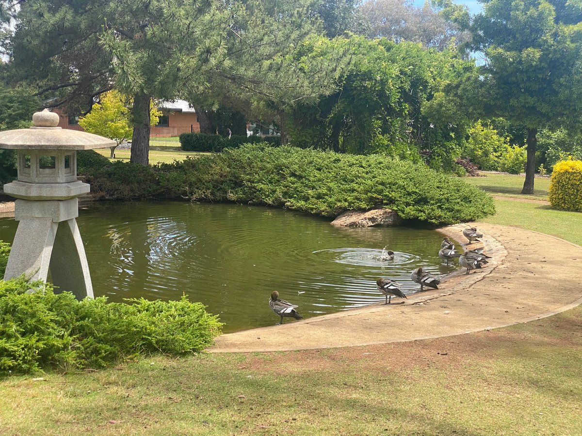 I completed my most recent teaching placement in Dubbo, Australia 🐮🦆It was very exciting and a great learning adventure to experience teaching life, and life in general in a rural/remote area. Now I know it is definitely something I would do again in the future!
🦋🐛 #acuedu_p