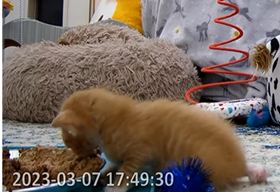 ElleJ222's tweet photo. @kitten_academy You go Lil'Tea!!! Our now pot-bellied kitten made TWO trips to the big boy food bar all by himself this afternoon. Then slowly waddled back to the milk bar to wash it all down. Keep growing wee man-to-be!๐ฅฐ๐๐งก #tinybutmighty #lotofcatchingup #tinytea #gogingers https://t.co/lvOIyWArzM