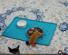 ElleJ222's tweet photo. @kitten_academy You go Lil'Tea!!! Our now pot-bellied kitten made TWO trips to the big boy food bar all by himself this afternoon. Then slowly waddled back to the milk bar to wash it all down. Keep growing wee man-to-be!๐ฅฐ๐๐งก #tinybutmighty #lotofcatchingup #tinytea #gogingers https://t.co/lvOIyWArzM