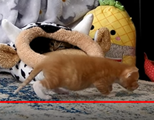 ElleJ222's tweet photo. @kitten_academy You go Lil'Tea!!! Our now pot-bellied kitten made TWO trips to the big boy food bar all by himself this afternoon. Then slowly waddled back to the milk bar to wash it all down. Keep growing wee man-to-be!๐ฅฐ๐๐งก #tinybutmighty #lotofcatchingup #tinytea #gogingers https://t.co/lvOIyWArzM