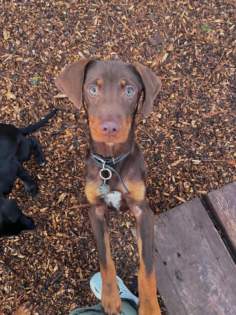 What to expect in your first few days of owning your rescue dog 💙