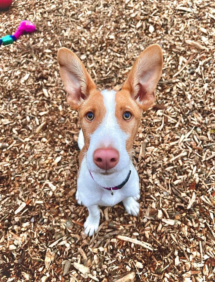 What to expect in your first 3 weeks of owning your rescue dog 💙