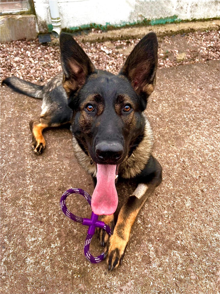 What to expect in your first 3 months of owning your rescue dog 💙