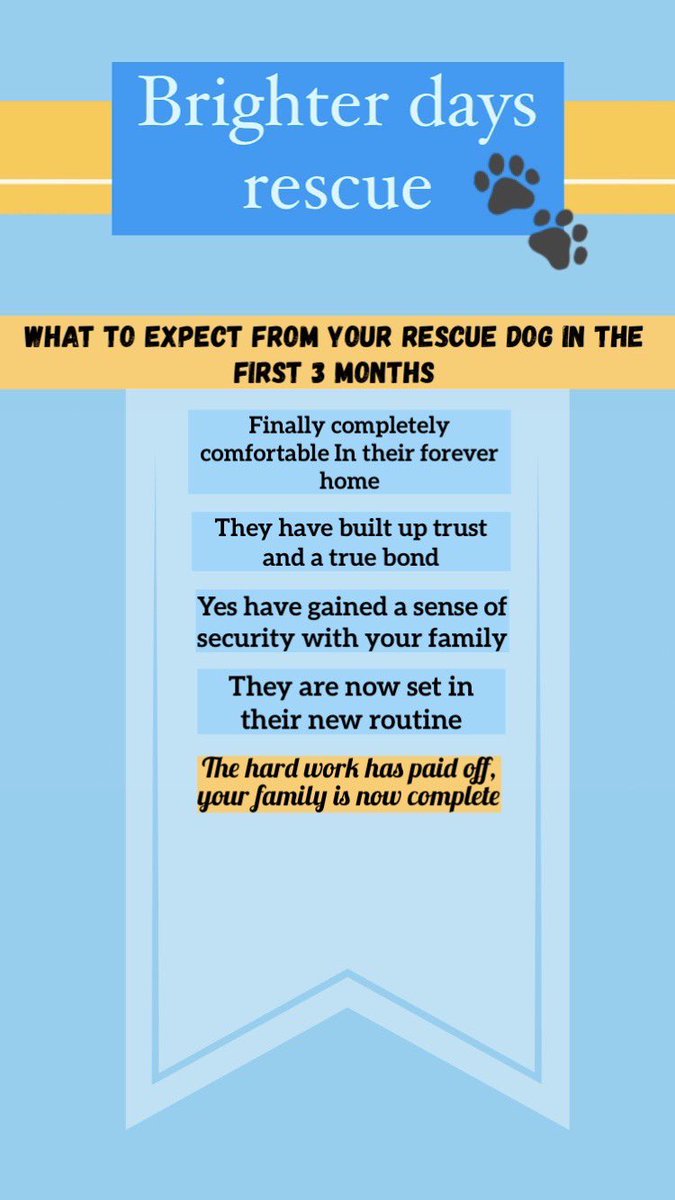 💛Brighter Days Rescue dogs💛 tweet media