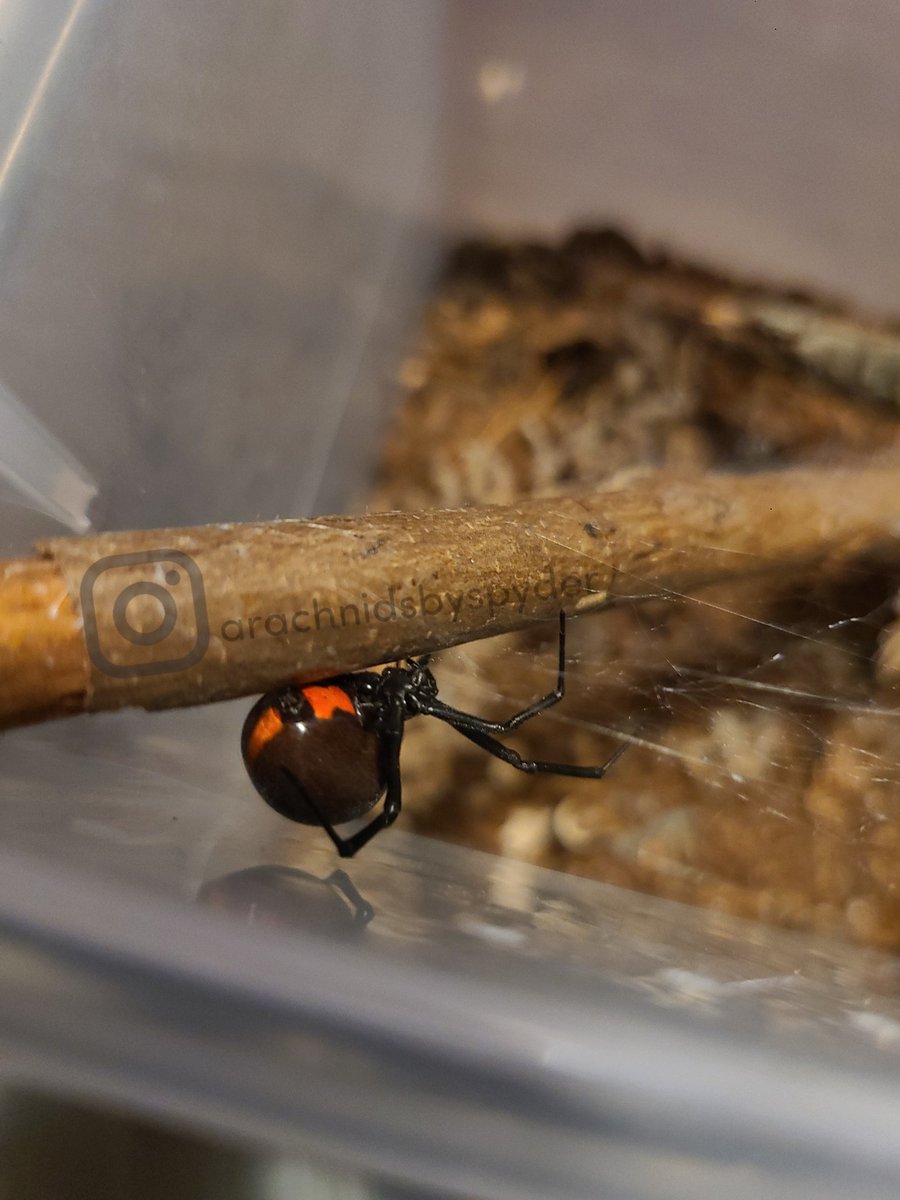 RedneckSpyder's tweet photo. 4 of my lovely ladies all Latrodectus mactans - southern black widow https://t.co/ZsoiqtOAo7