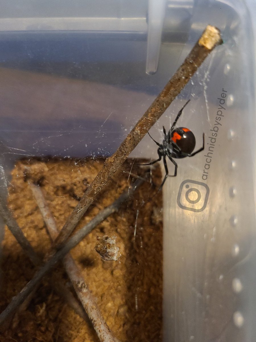 RedneckSpyder's tweet photo. 4 of my lovely ladies all Latrodectus mactans - southern black widow https://t.co/ZsoiqtOAo7
