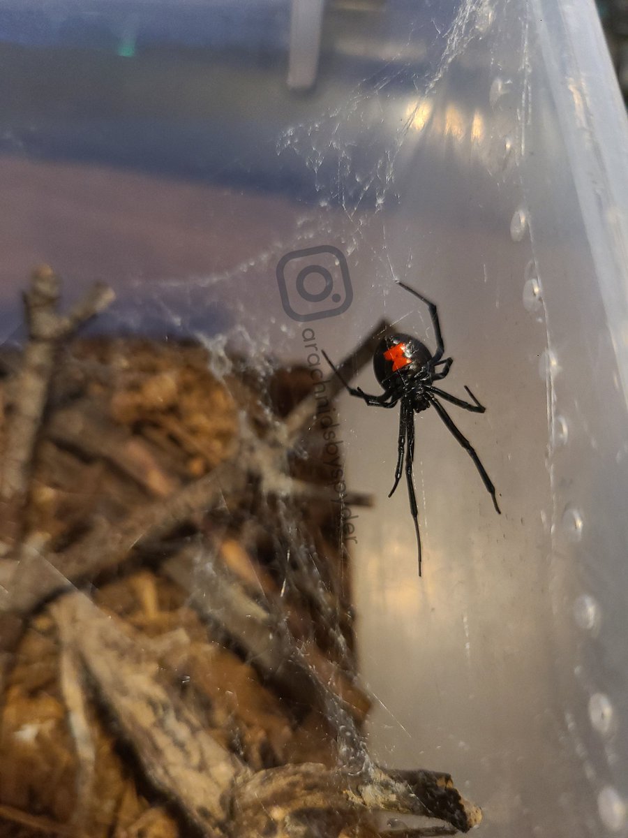 RedneckSpyder's tweet photo. 4 of my lovely ladies all Latrodectus mactans - southern black widow https://t.co/ZsoiqtOAo7