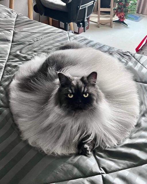 DontShowYourCat's tweet photo. circumferential cat https://t.co/1Xhn8lHILQ