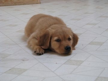 bunsenbernerbmd's tweet photo. Long ago, before our giant bear dog Bunsen, and our chaotic golden wolf Beaker, there was a dog named Kahlan.

This is a story we haven't shared before.

We hope it fills you full of warmness, just like her life with us did.

The dog's name was Kahlan and this happened fifteen years ago.

I remember it like it was yesterday.

This story isn't about Kahlan specifically though.  

Our young family had JUST got its feet under it as I had secured a permanent teaching position and as did my wife Kris (@k_zackowski).  

I had wanted a dog for our family for years, but knew that our lives, at the time, couldn't support one.  

I was hopping from teaching contact to teaching contact, and Kris was subbing, and we had just enough money at the end of the month for our simple needs. 

So I waited patiently until the time was stable for us to care for another creature beyond our two boys.

Kris knew I had a soft spot for golden retrievers.  

I don't know WHY I was drawn to them...perhaps it was their smile, or how freaking friendly they are.  I knew that goldens like to run with their owners and were up for adventures.  Plus I had this book which listed each dog breed with their "Super Stats" and Goldens were at the top for trainability, easier first time dogs, and overall friendliness.

I think Kris caught me looking wistfully in that book one too many times.  I don't remember doing it, but Kris tells the story that each evening I would sit down in the quiet of the night, open up the super stats book, and re-read everything about the golden retriever.
Relationship tip number one folks, if you have a someone who sees you for who you are and KNOWS what you need, lock that person down.  

As the summer approached I decided to take a step back from coaching.  I also took a new teaching position closer to home.  Kris nabbed a full time job.  Things were falling into place and we talked about getting a dog.

Kris has always said (early in our relationship) that she didn't like big dogs.  

Big dogs were scary, slobbery, and had giant poops.

This is all true (minus the scary), which is ironic because we have Bunsen and he is HUGE.

At any rate, she declared that we could get a small dog, and even though I brought up golden retrievers, she said they were much too big.  

I was sad initially, but super excited about getting any kind of dog, even a little ankle biter one.

This was all part of her chaotic good master plan.

Unbeknownst to be, she had secretly found a farm family that bred goldens not far from us.  Also unbeknownst to me, she had put a deposit down on one and booked a time to go pick a puppy out.

As my birthday is in late summer, she stated that for my birthday we would get a dog and this weekend we would head out to pick the dog out.

I was super excited!  I asked what kind of dog it was, and she replied- Papillon.  

Perfect!  That dog was in my "Super Stats" book and was rated as a very smart little dog, so I was excited.

We drove out to the farm and as we pulled up four golden retrievers with the BIGGEST smiles bounded out to meet us.

I said quite stupidly and not getting it:
"Oh, they have Golden Retrievers too!"

Duh.  

Kris had pulled a bait and switch and told me as we exited the car that we weren't getting a Papillon, we were getting a Golden.

I was beside myself, but couldn't remain stunned for long.  Adam (our youngest son) was a toddler at this time and promptly did a face pant into the mud.  

One of the goldens bounded over to him and Adam hauled himself back up standing by climbing up the dog's fur.

Adam looked at the dog, with his muddy face, and said, "Thank you very much doggie!"  The Golden (Kahlan's dad) licked his face and Adam giggled.

30 minutes later a little Golden was on her way home with us.