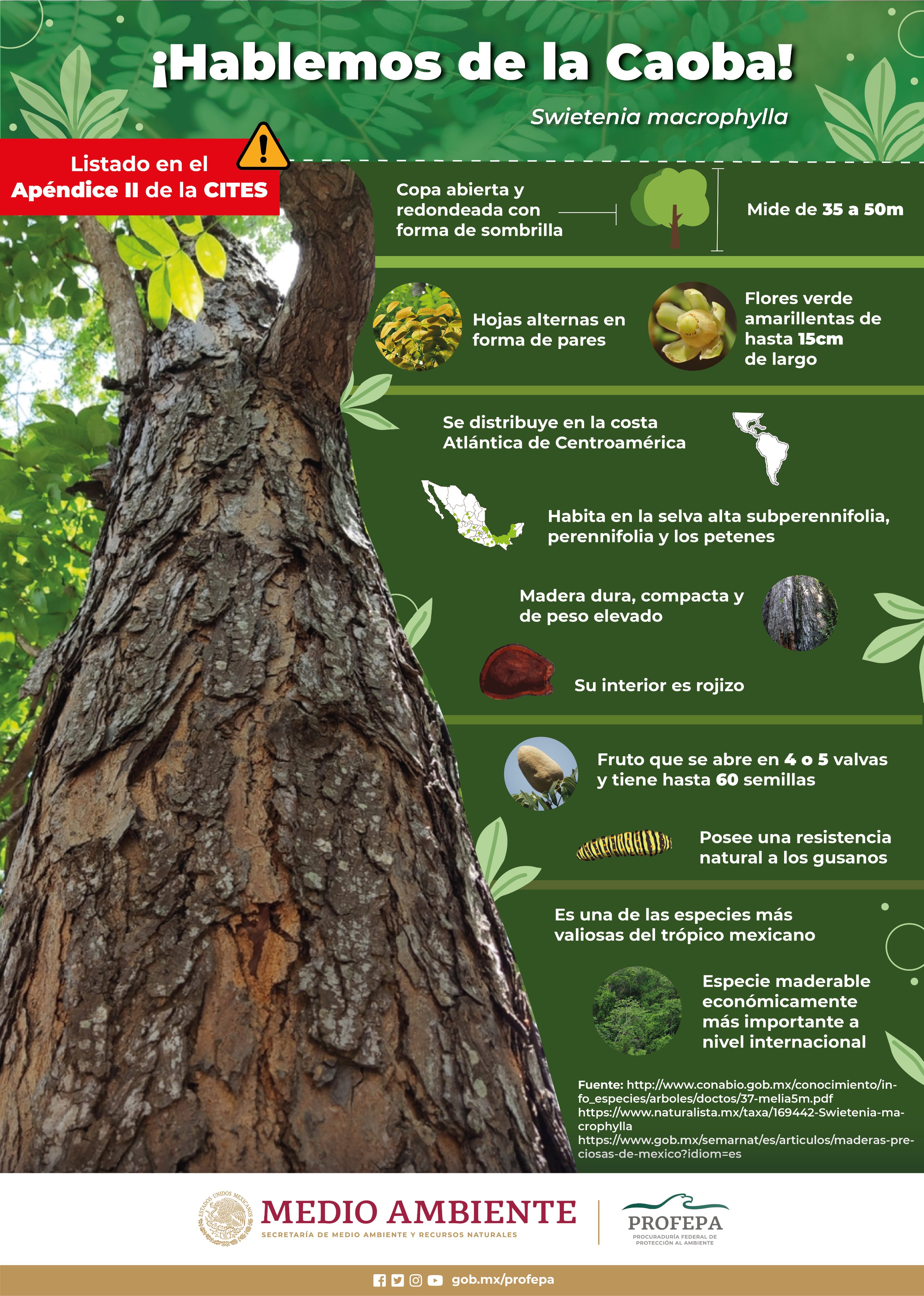 PROFEPA on X: 🌳🌍 La caoba es un árbol de gran importancia ecológica y  cultural en el territorio nacional. Descubre más sobre sus características  y distribución🔍 👇🏾  / X