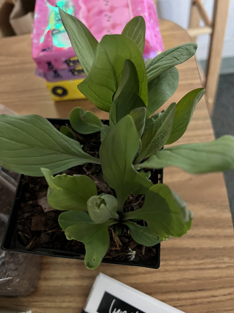 OwensOgres's tweet image. Another expert came to visit! A huge thanks to Caitlin from @MerrifieldGC for teaching us all about native plants. We love your suggestions for our shade garden and can’t wait to design a solution to help prevent erosion. We love our VA Bluebell. #learningshouldbefun