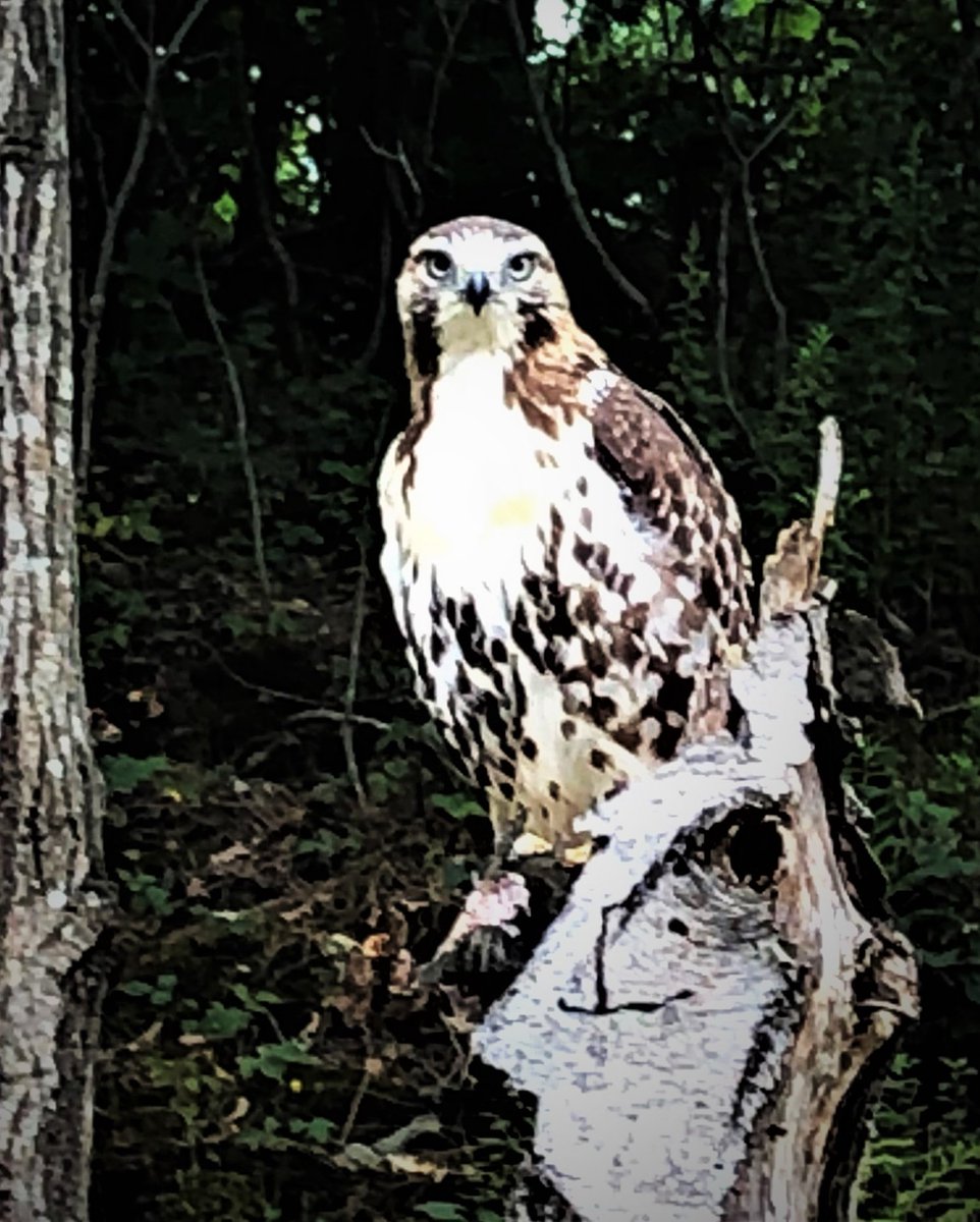 imperturbable--   
this stout fellow observing
humans in the wild

#haikuChallenge #wild #redTailedHawk