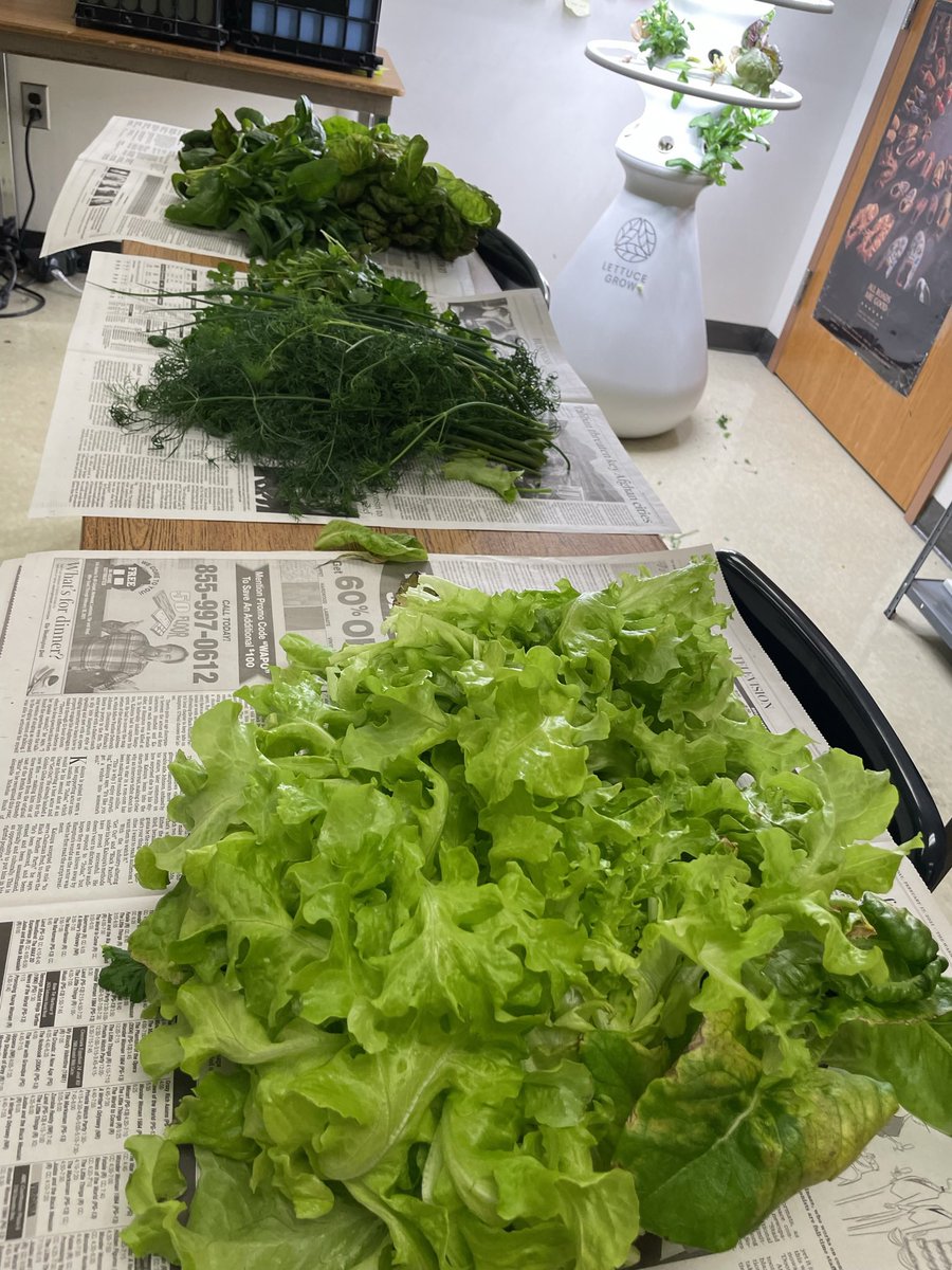 temabell's tweet photo. We had some tasty salad from our @LettuceGrowtfp stand with a delightful dill (also from our class garden) dressing today for breakfast in our bilingual GCC class @AnnapHS_AACPS.  It was a hit!   Some students even came back for seconds (and thirds, fourths and fifths)! https://t.co/P48TgqFZud