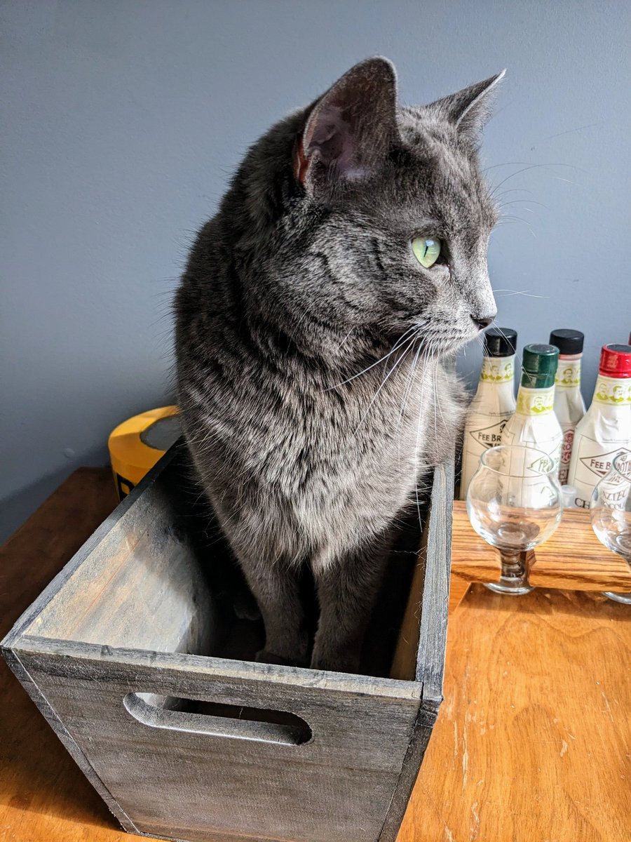 SylLovesBread's tweet photo. Whatever is going on out there? It can't get to me. I'm safe in my box. https://t.co/qmL75XsAah