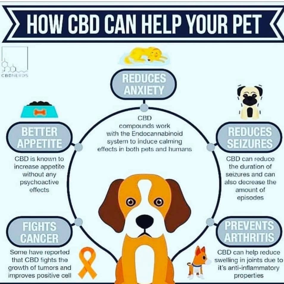 DemandCreate's tweet photo. Now is the time to try CBD for our furry friends!
#CBDpets #cbdpetwellness https://t.co/5vMKe3gv4N