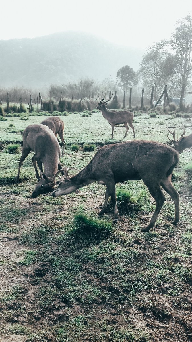 meLmoriess's tweet image. Padahal Ranca upas bagus banget kalau pagi pagi💔