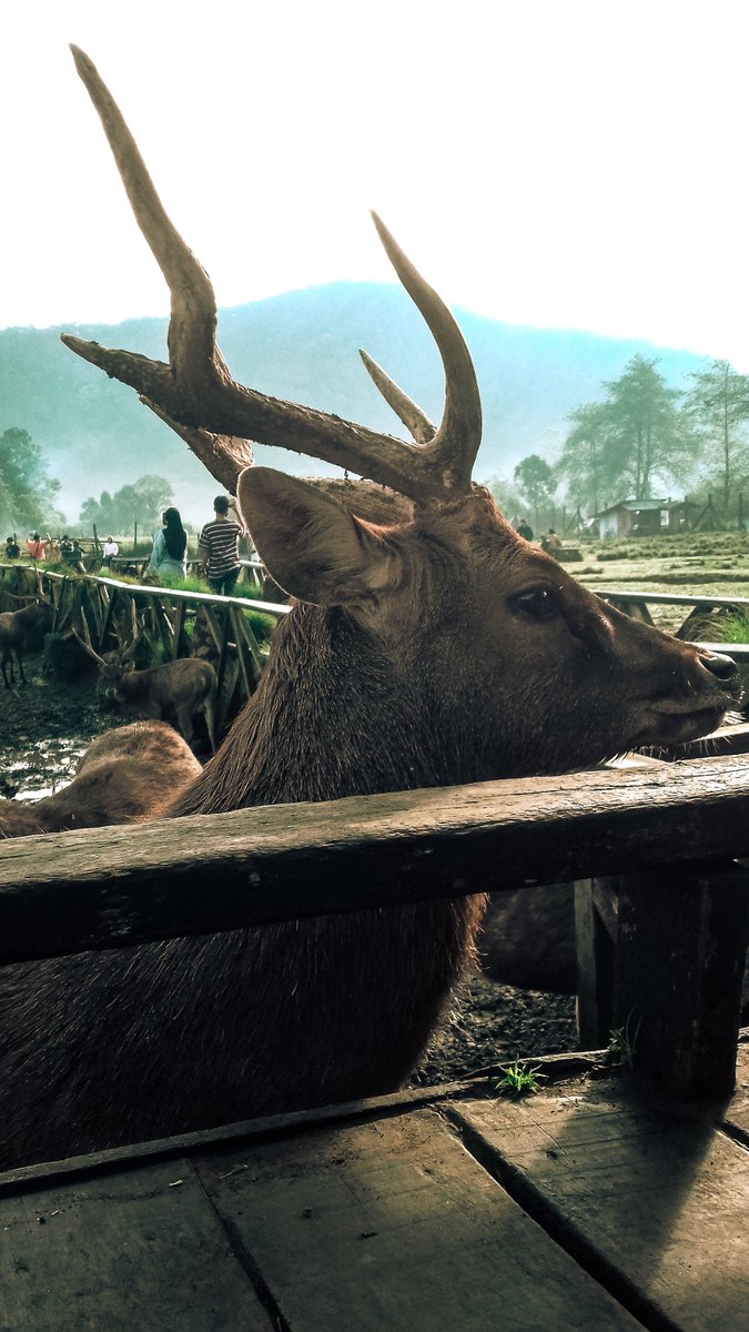 meLmoriess's tweet image. Padahal Ranca upas bagus banget kalau pagi pagi💔