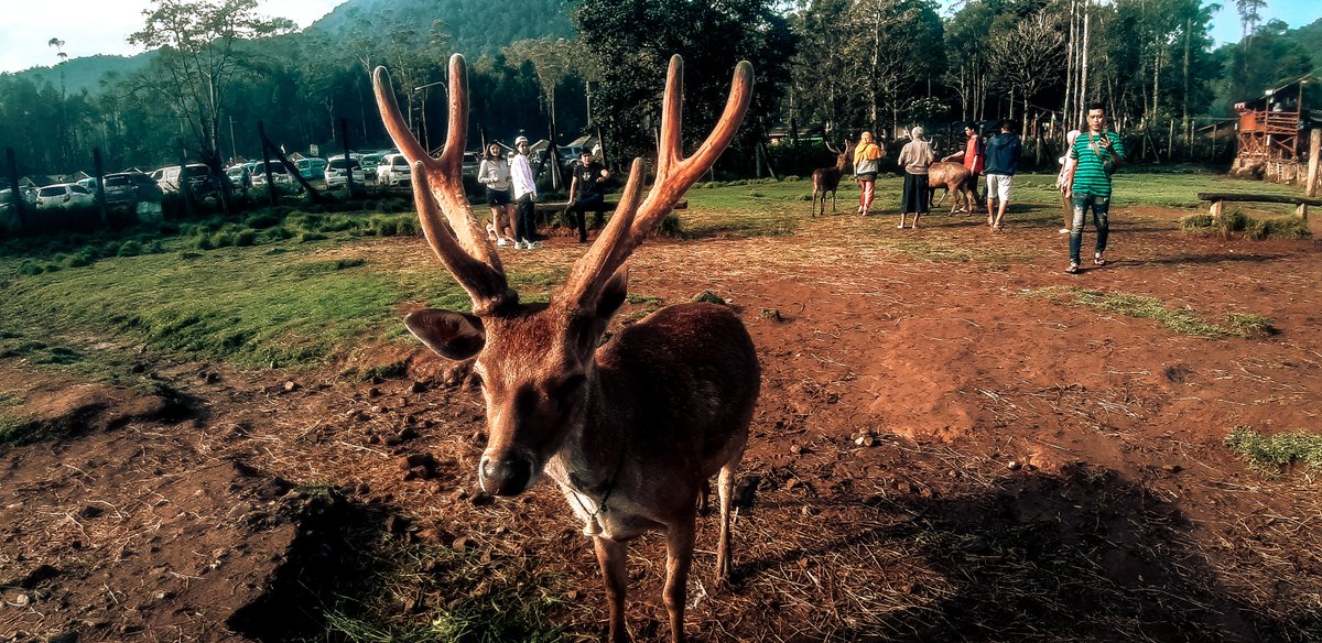 meLmoriess's tweet image. Padahal Ranca upas bagus banget kalau pagi pagi💔