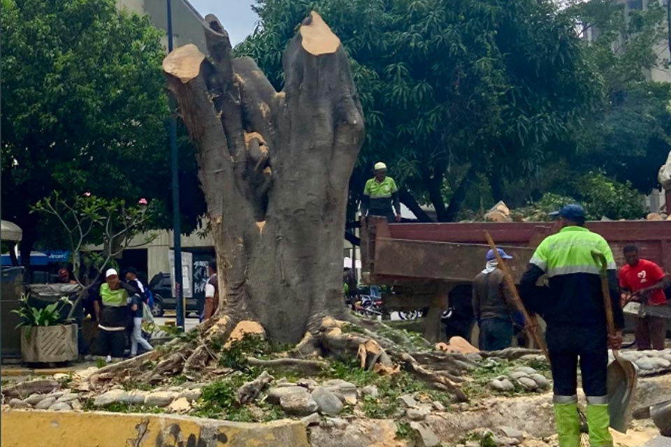 Pronunciamiento a propósito de las talas de árboles en la ciudad de Caracas.
latierrasecalienta.org/pronunciamient…