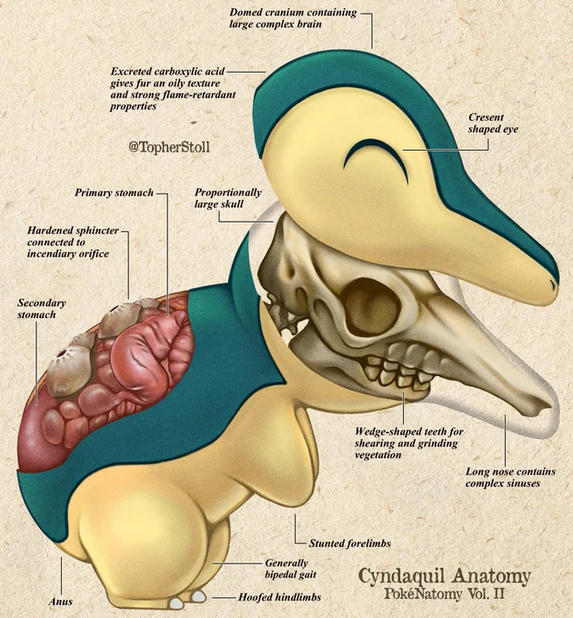 Cyndaquil's respiratory and digestive system are interlinked. Air is exhaled through four respiratory orifices along its back, mixing with copious digestive gases. Each orifice has rough specialized tissue that grinds together to produce sparks and ignite the flammable mixture. 
