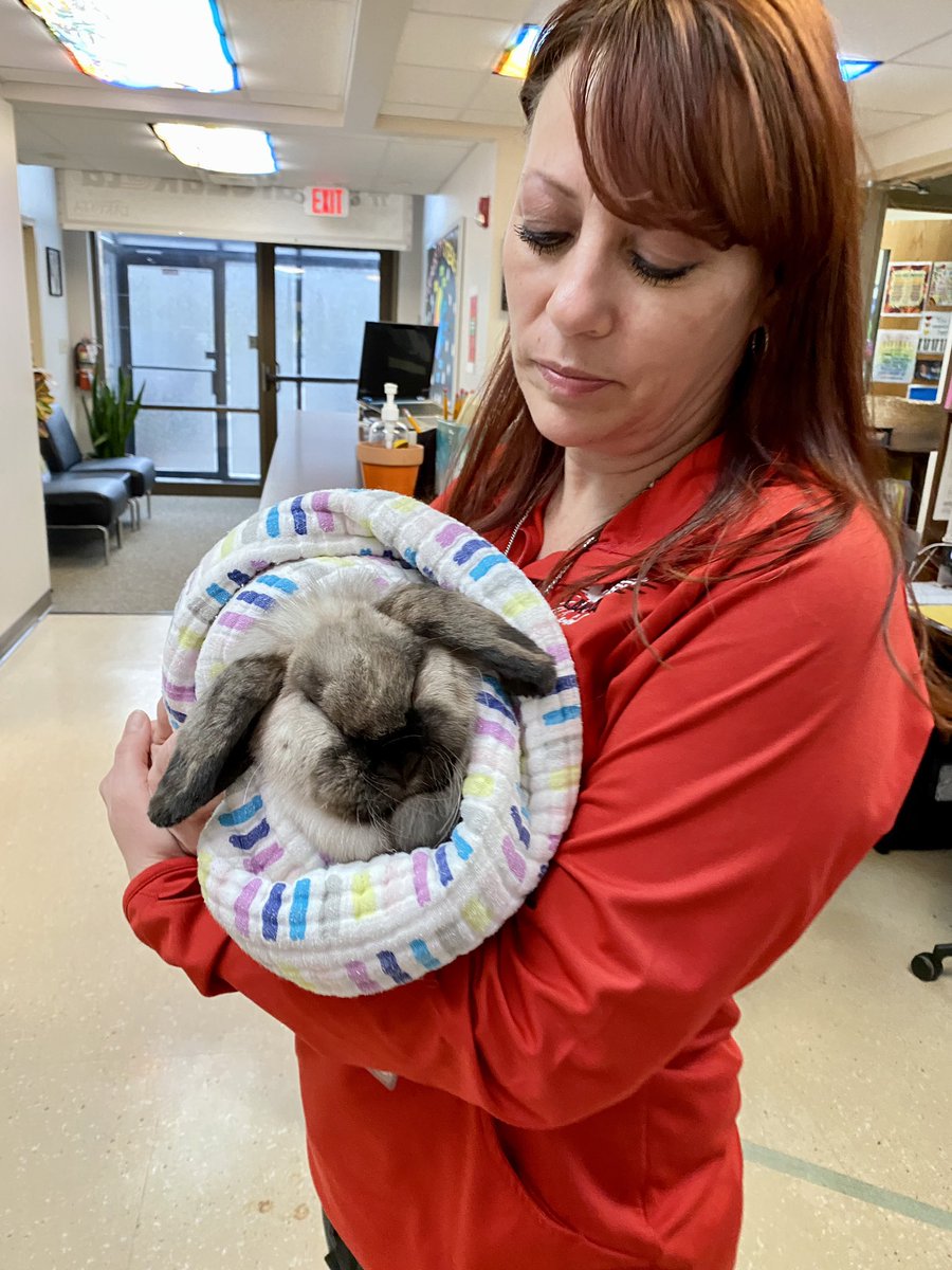 LisaKiese's tweet photo. Someone reached out, as their rescued rabbit was in desperate need of a new home. I believe it was meant to be, the perfect addition to my classroom. Students named her Willow; she is absolutely beautiful, sweet & so loved already.
@Lakota_Central
#therapypets
#classroompets https://t.co/OCmAKXDhKH