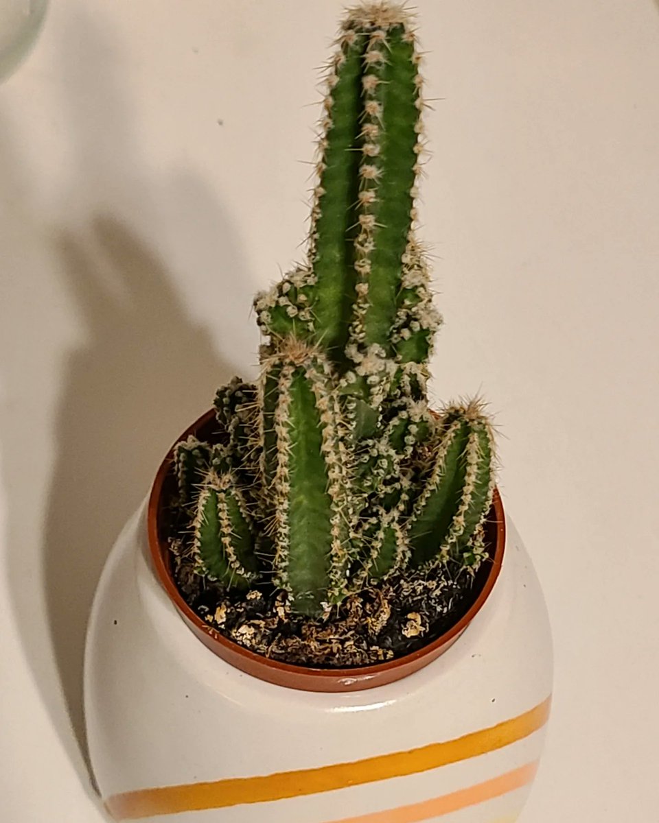stephgray88's tweet photo. 2/2 They survive by being both prickly and flowery. They stay hydrated. I think cacti really have it together.
#belikeacactus #dailycactus #breathe #littlethings https://t.co/wDBRHSniVL