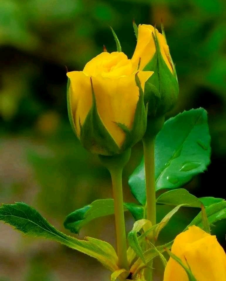 DespachoMagalys's tweet photo. MUJER...que piensas con el corazón, actúas por emoción y vences por amor...
Felicidades en este 8 de Marzo, por ganar tantas batallas,por existir,por permanecer,por no rendirte.... Feliz día!!
#LatirAvileño 
#INRHCuba
@INRHCdeAvila 
@AntonioRdguezR https://t.co/Z9odvjvw0X