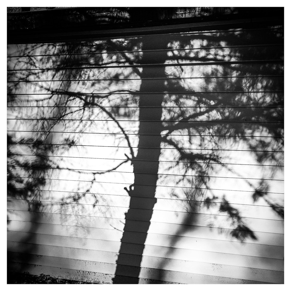 dan_ziegler's tweet photo. 365 Photo Challenge - 2023 - Day 65
#365photochallenge #picoftheday #iphoneography #Monochrome #bnw #bnw_raw_member #bnw__photography #raw #raw_edit #Tree #shadow_art #composite #compositephotography #Raw_Community_Member #lightroom_mobile #photoshop_express https://t.co/BJexJfLZiA