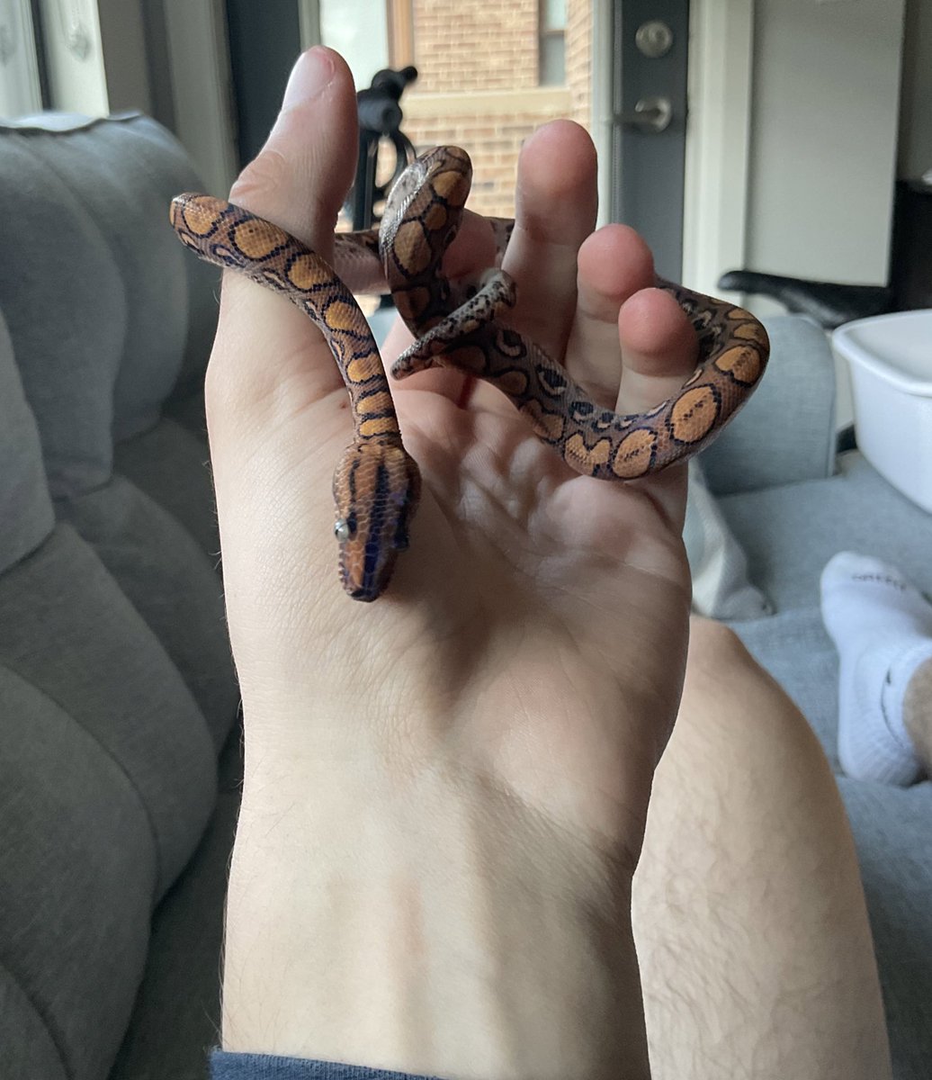 simxn22's tweet image. One year of healthy growth 🐍