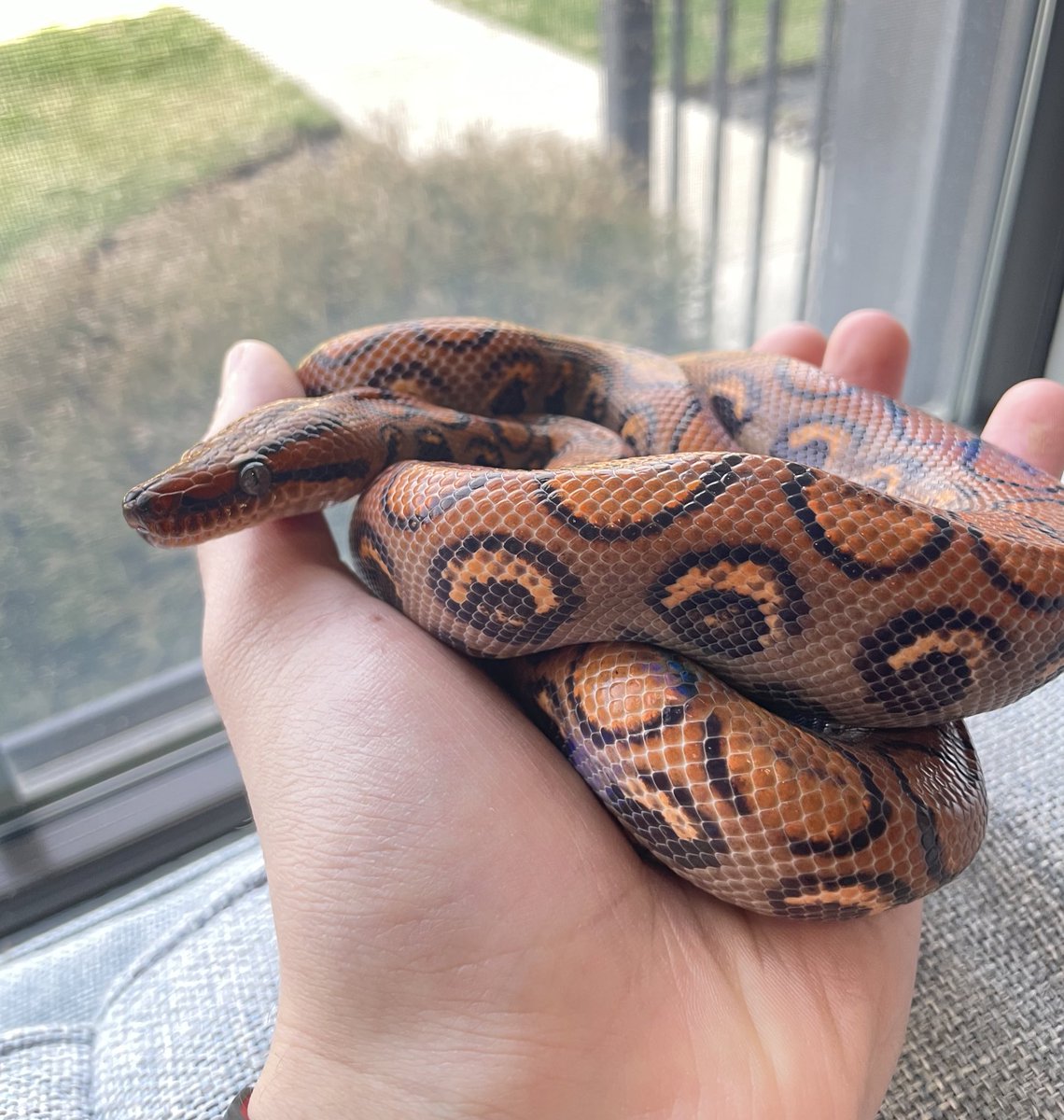 simxn22's tweet image. One year of healthy growth 🐍