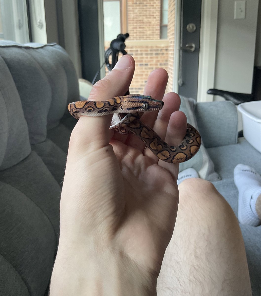 simxn22's tweet image. One year of healthy growth 🐍