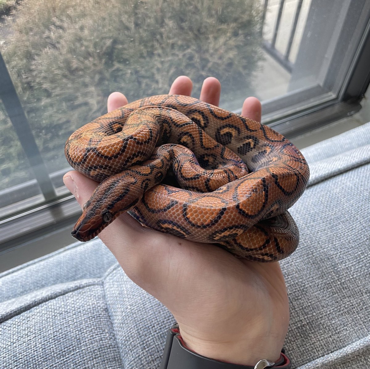 simxn22's tweet image. One year of healthy growth 🐍