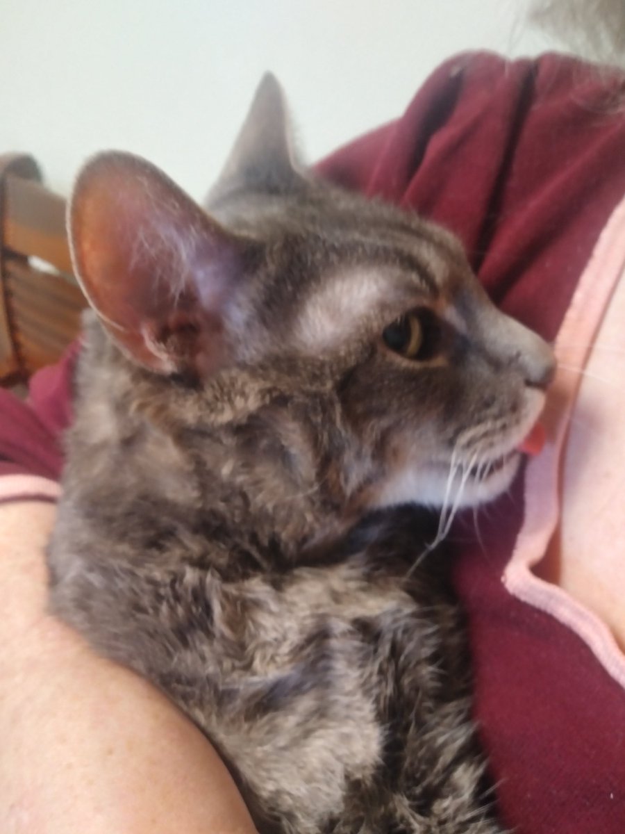 Can't believe it's over two weeks since said I goodbye to this girl.  She was a great kitty.  Miss her today.