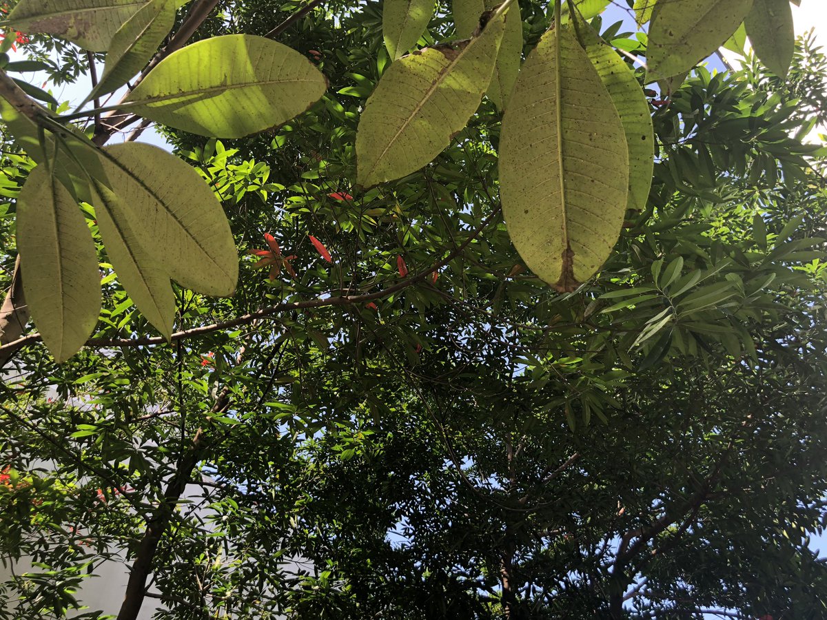 dwoodwar's tweet photo. #ISKLproud power of nature and #SurroundedByBeauty. Great way to kick off our MS homegroup theme of service and sustainability. https://t.co/iDRpnyl7ur