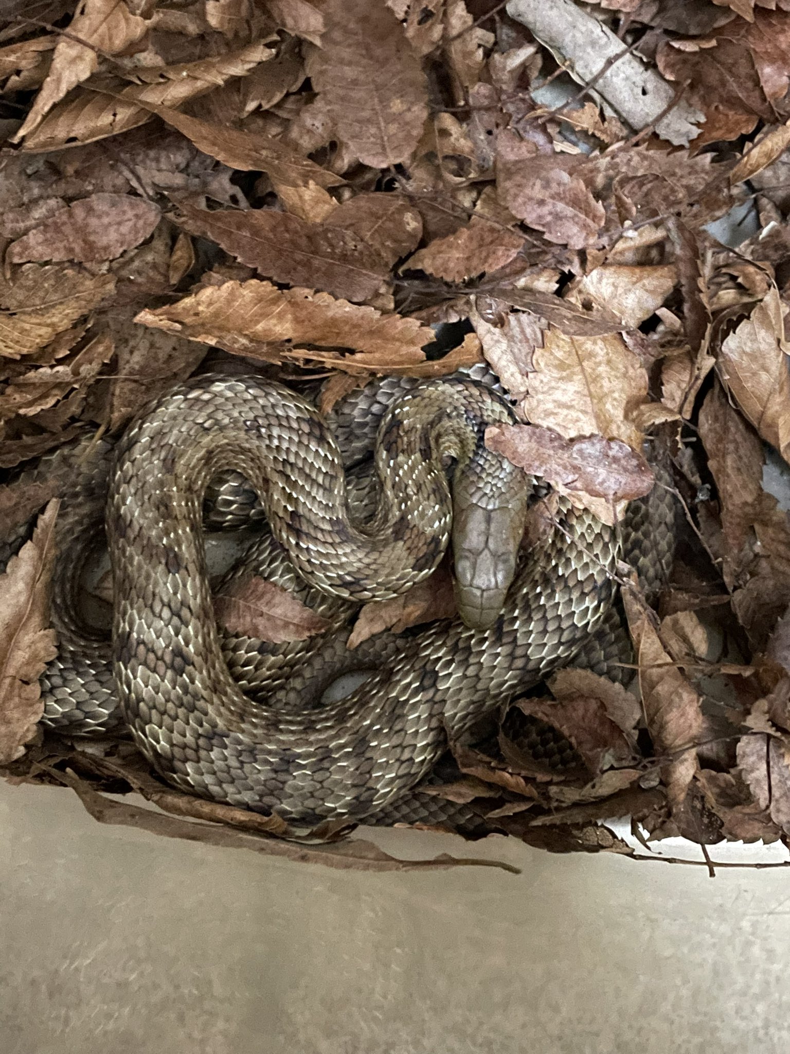 Fennel (@Fennel59957881) / X