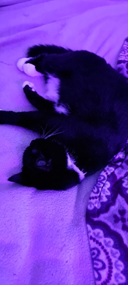 koolkittycats_'s tweet image. Sleeeeepy kitty kitty 😺 🐱 😸 
💤 😴 💤  #sleepycats #kittycats #catsoftwitter #kittytwitter #cat #animals #twitterclips #funnttwitterpost #catpost #chillkitty #relaxedcats