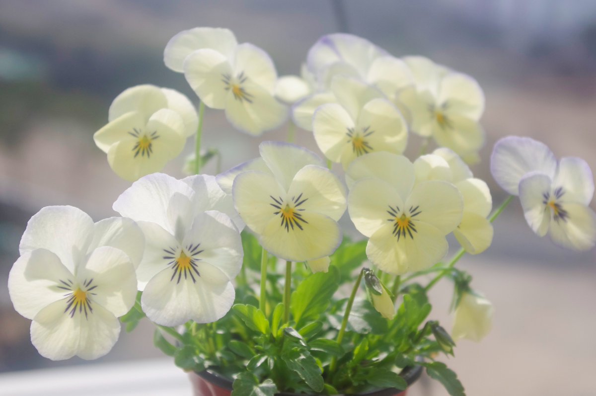 2023. 03. 08

귀엽고 사랑스러운 꽃들을 잔뜩 피어준 비올라🌼