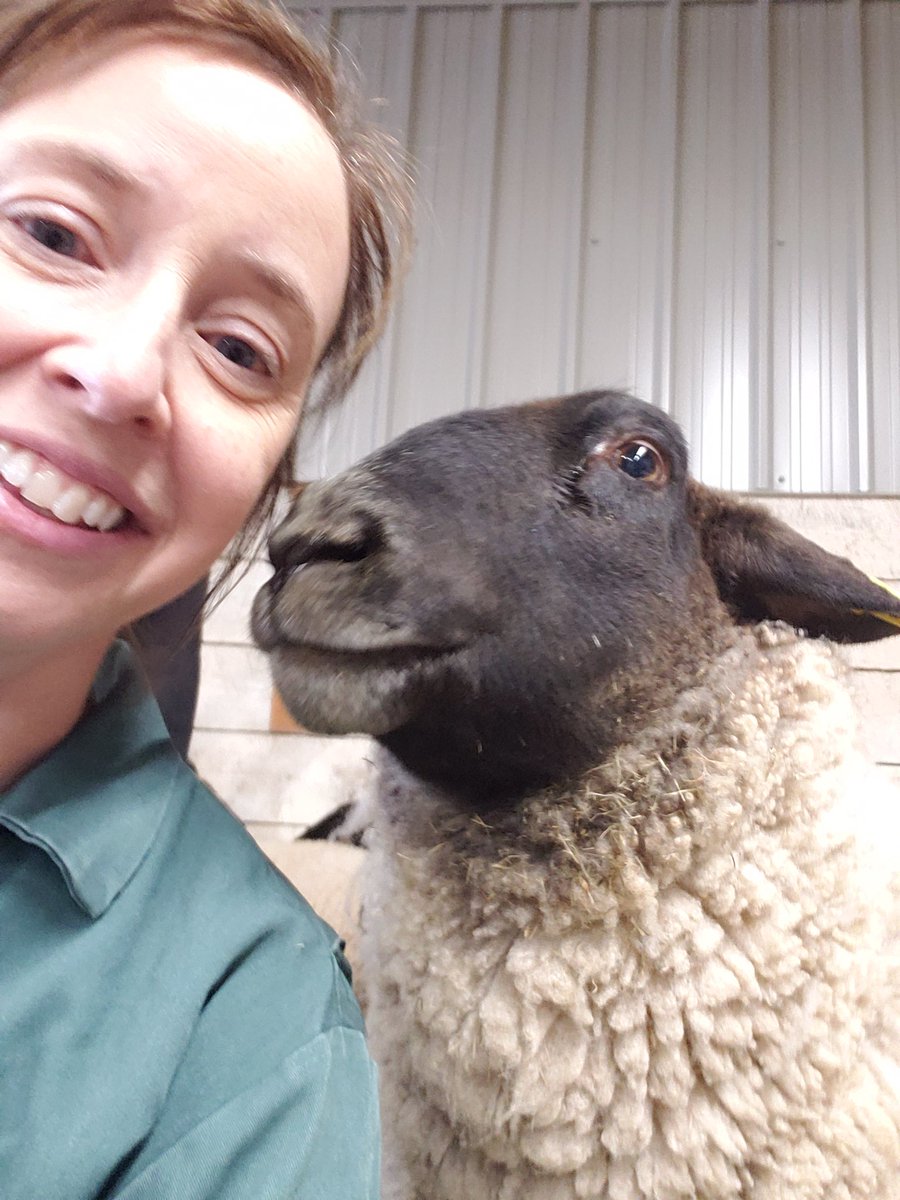 CloustonMisty's tweet photo. Another great day with the AHT students and our sheep!! https://t.co/5fOv7apwYP