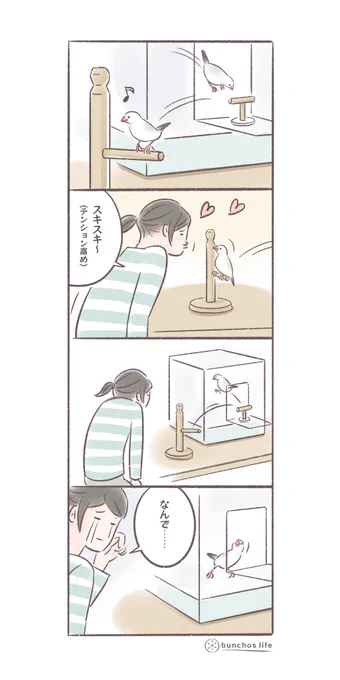 テンション高めで愛情表現すると引かれることがある(悲しみ)
#文鳥 
#4コマ漫画 