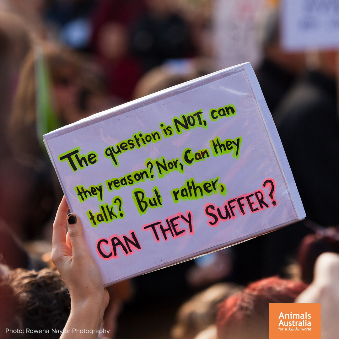 AnimalsAus's tweet photo. The only question that matters. https://t.co/JsFWEgNS5S