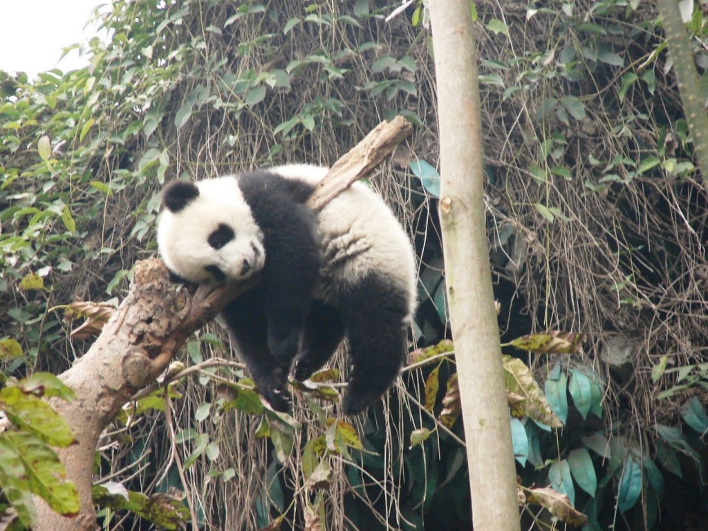 liveshrikant's tweet image. Pandas don&apos;t have specific sleeping spots. They just sleep wherever they happen to be whenever they get tired.
 #sleepstack