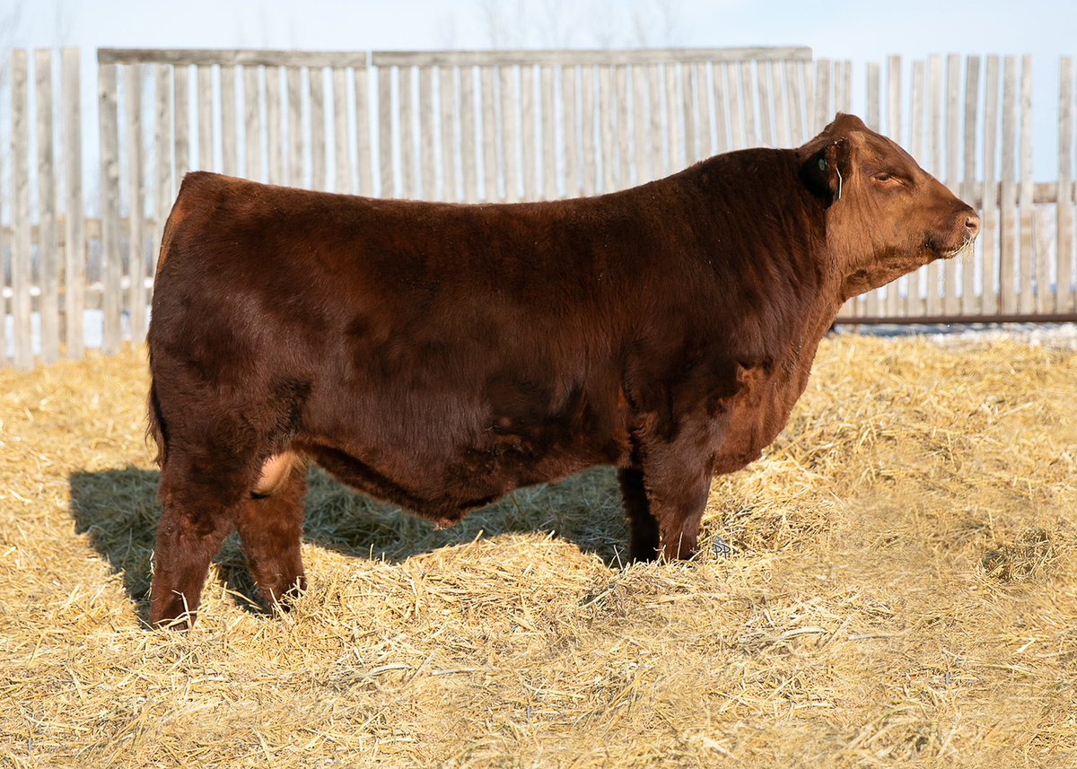No matter what angle you look this guy is impressive.  He sells March 8 at Mar Mac Farms Bull Sale. Brandon Manitoba.  1:30 pm.  See you there.  #redangus#blackangus#simmental