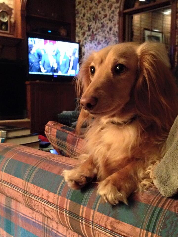 KTBird68's tweet photo. @lindaholmes Here’s Gus at the end of the 2015 Oscars. Made it through to the bitter end at 1:50 a.m. https://t.co/xLpCBPhLP9