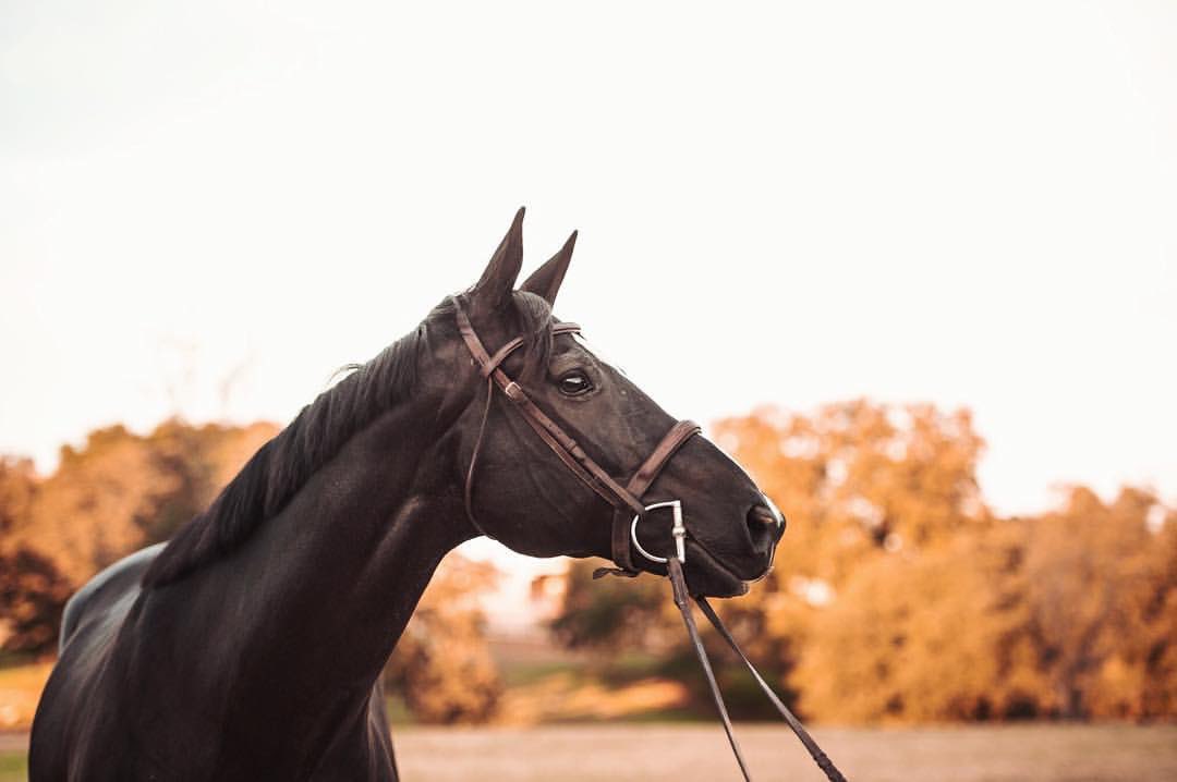 reobeam001's tweet photo. Beautiful horses🐴🔅黒鹿毛 Darkbay
#写真好きな人と繋がりたい #馬 #horse #horses #馬好きと繋がりたい #かっこいい #かわいい #美しい #綺麗 #黒鹿毛 #darkbay #花 https://t.co/jUgg29XAxf