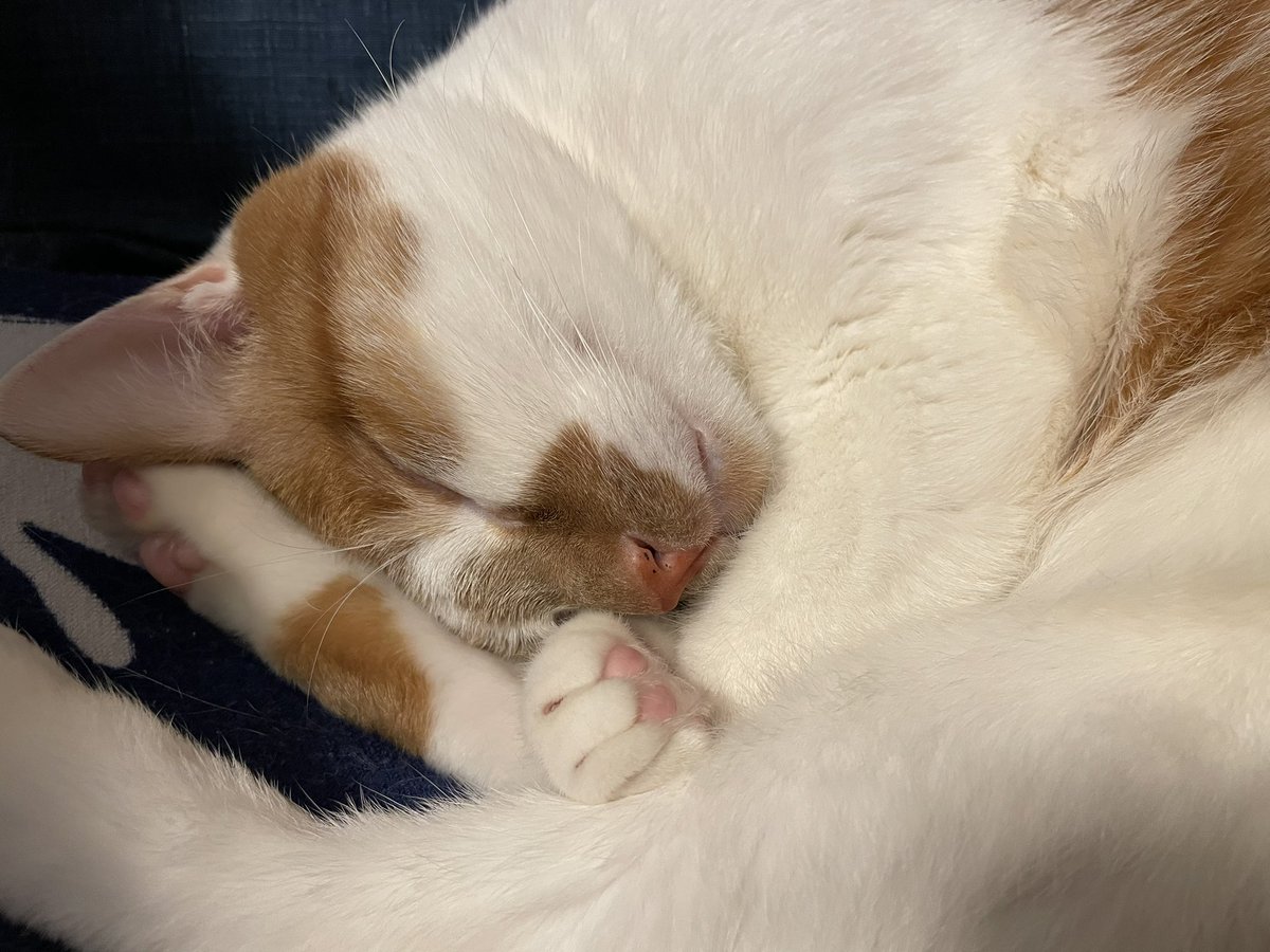 Good morning!meow!ฅ^•ﻌ•^ฅ♡ 
#cat #tsukushi #japan #meow