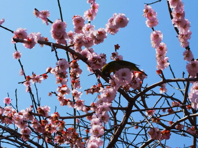 枝垂れ梅の蜜を飲むメジロちゃん 