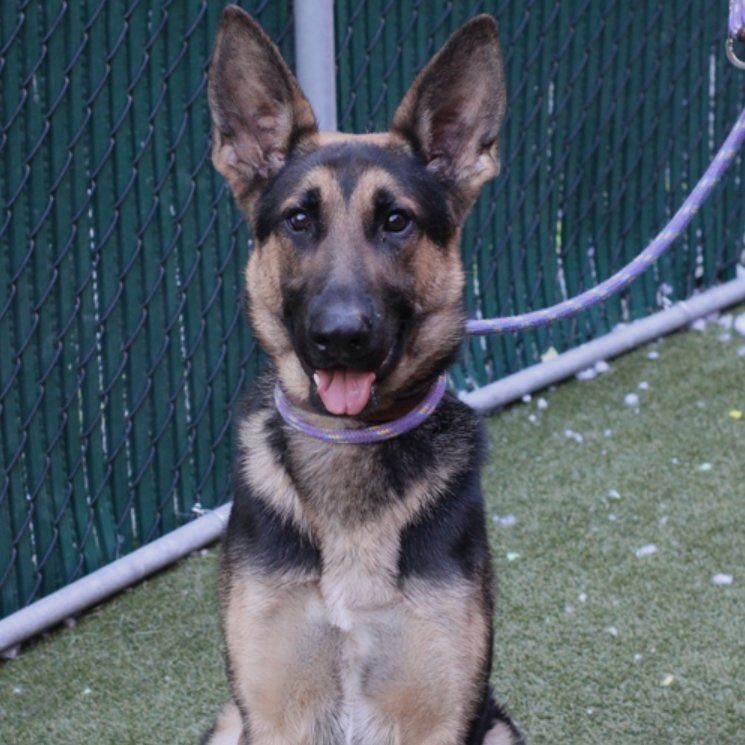 So handsome, but fearful and anxious, Jaeger #165678 arrived in NYCACC on MAR 2 - to be fast tracked TBK Thursday. A healthy 2 year old who’s trying his best to be social - friendly, affectionate and playful, he’s shy and struggling to adjust to his facebook.com/media/set/?set…