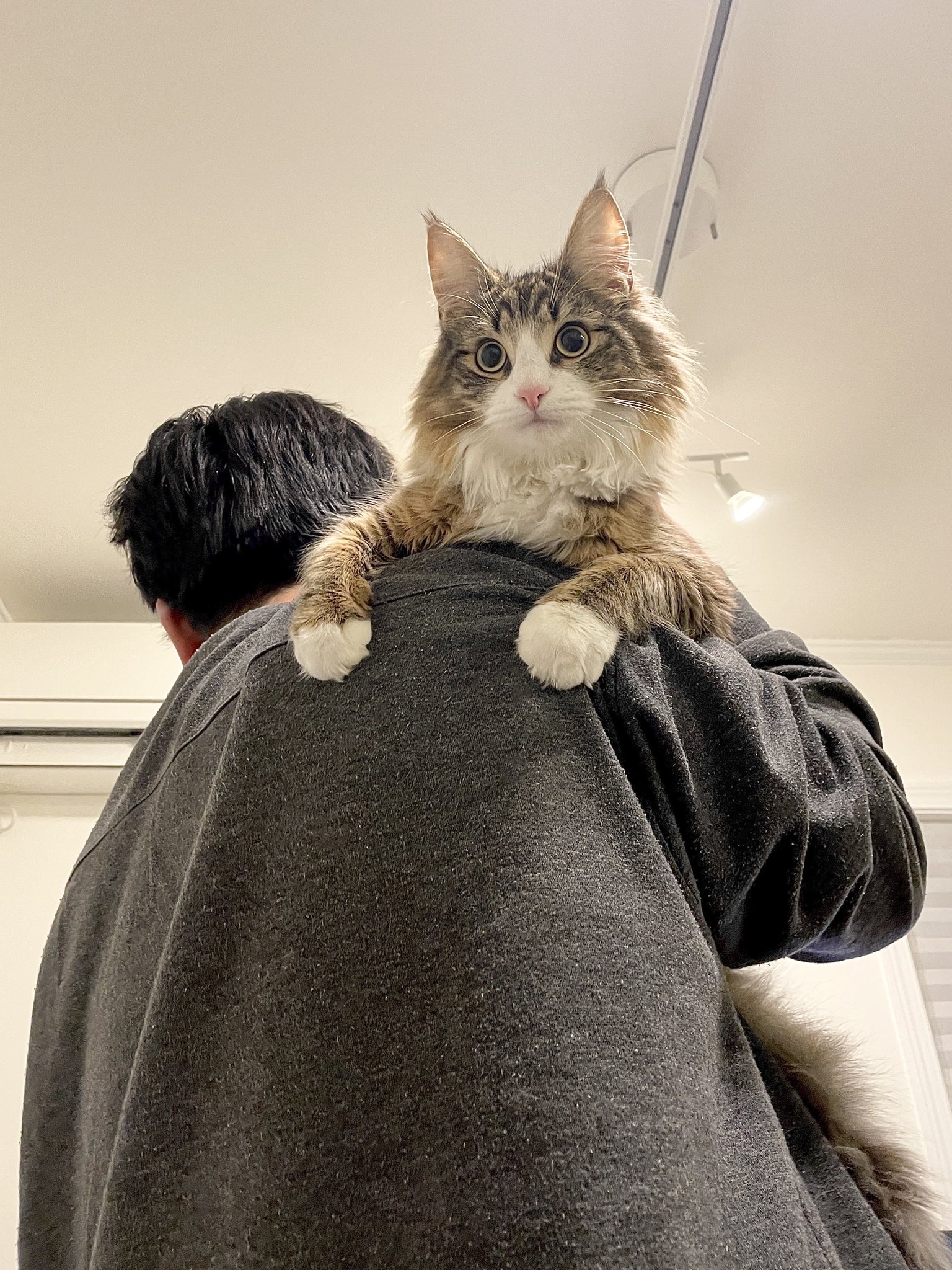 ビンテージアイアン親子猫 it-651a4d3c81be3-1200.jpg