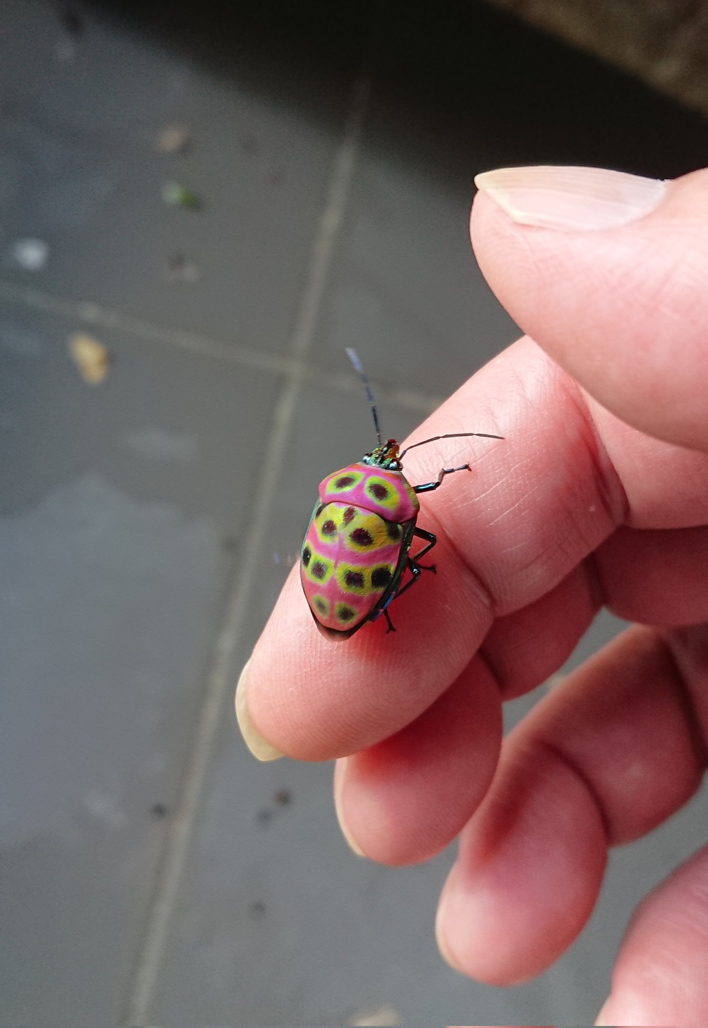 Borneo Wild Insects on X: 