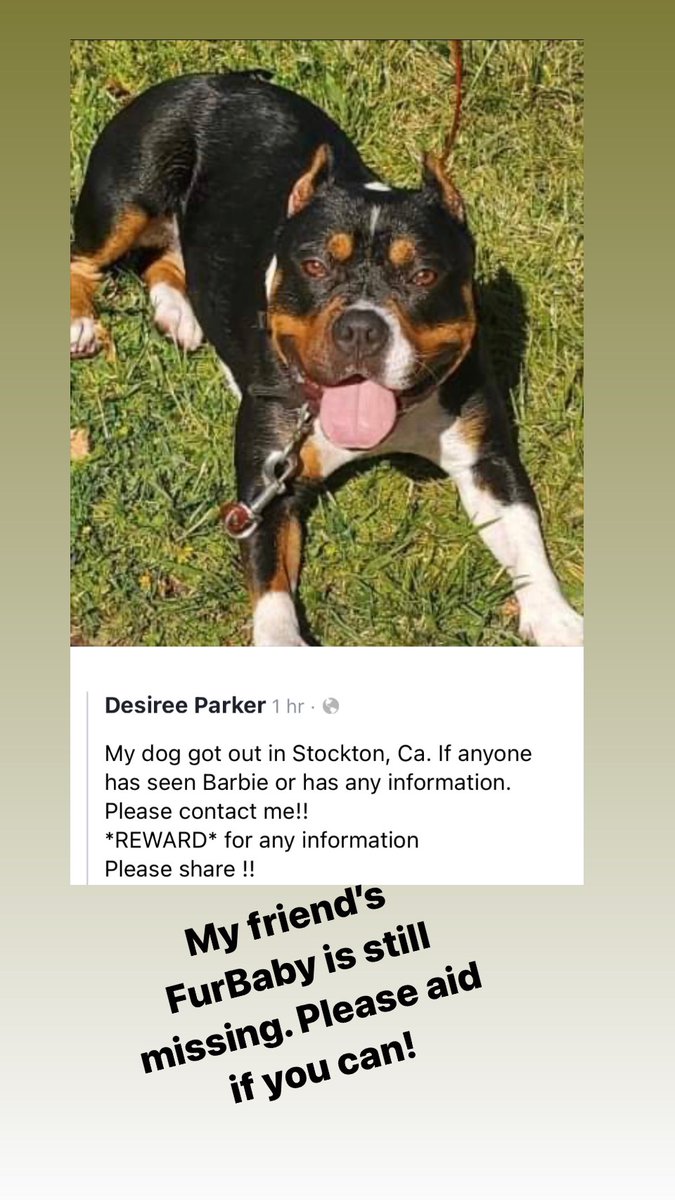 Please share if you are in Stockton, CA or surrounding areas. Barbie is still missing. Please reach Desiree Parker if found! 

#petamberalert
#stocktonca